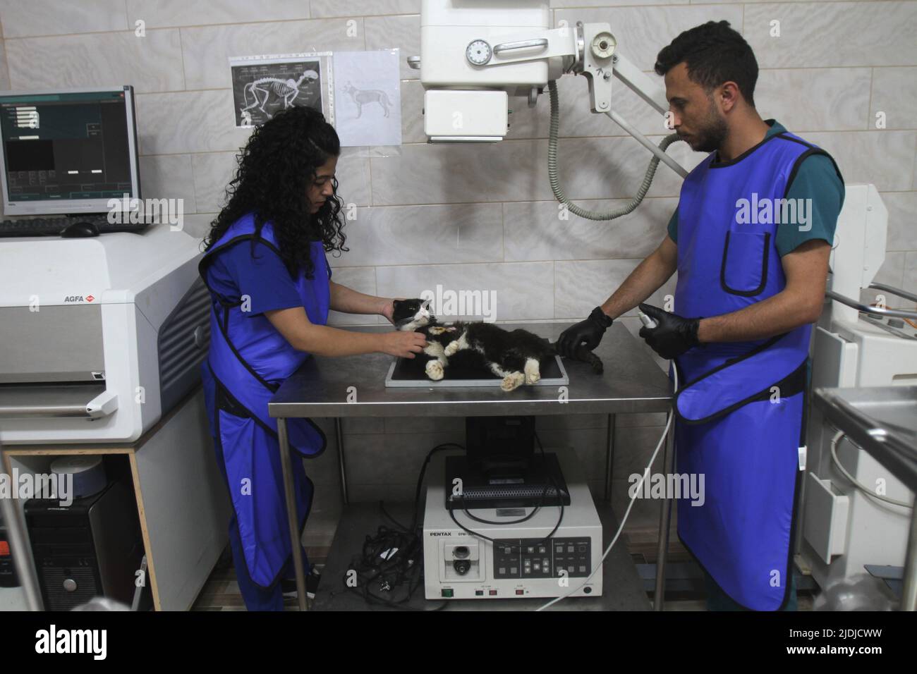 Palestinian veterinarians examine a cat in the first veterinary hospital in the city of Nablus