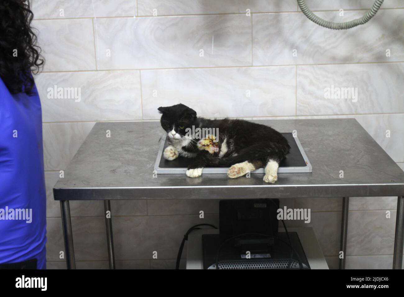 A cat seen on an xray table during its examination at the first Veterinary Hospital in the city