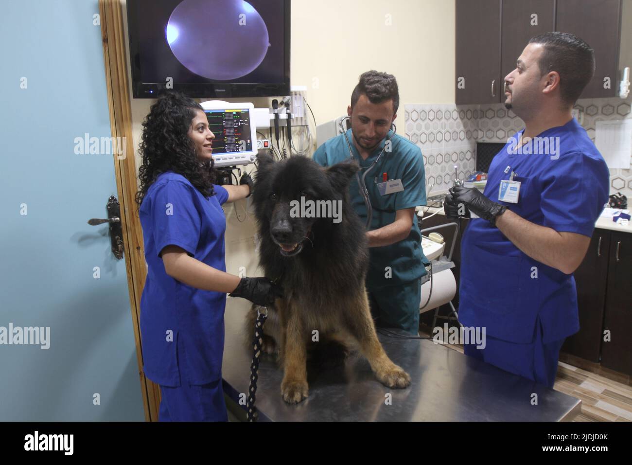 Nablus, Palestine. 21st June, 2022. Palestinian veterinarians examine a dog at the first