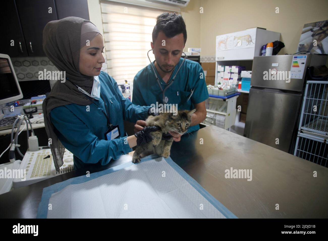 Nablus, Palestine. 21st June, 2022. Palestinian veterinarians examine a cat in the first