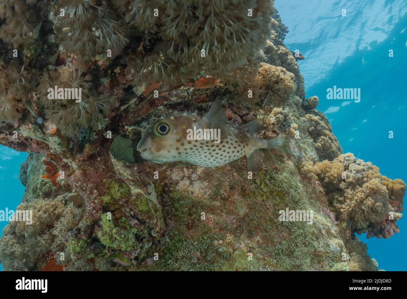 Fish swim in the Red Sea, colorful fish, Eilat Israel Stock Photo Alamy