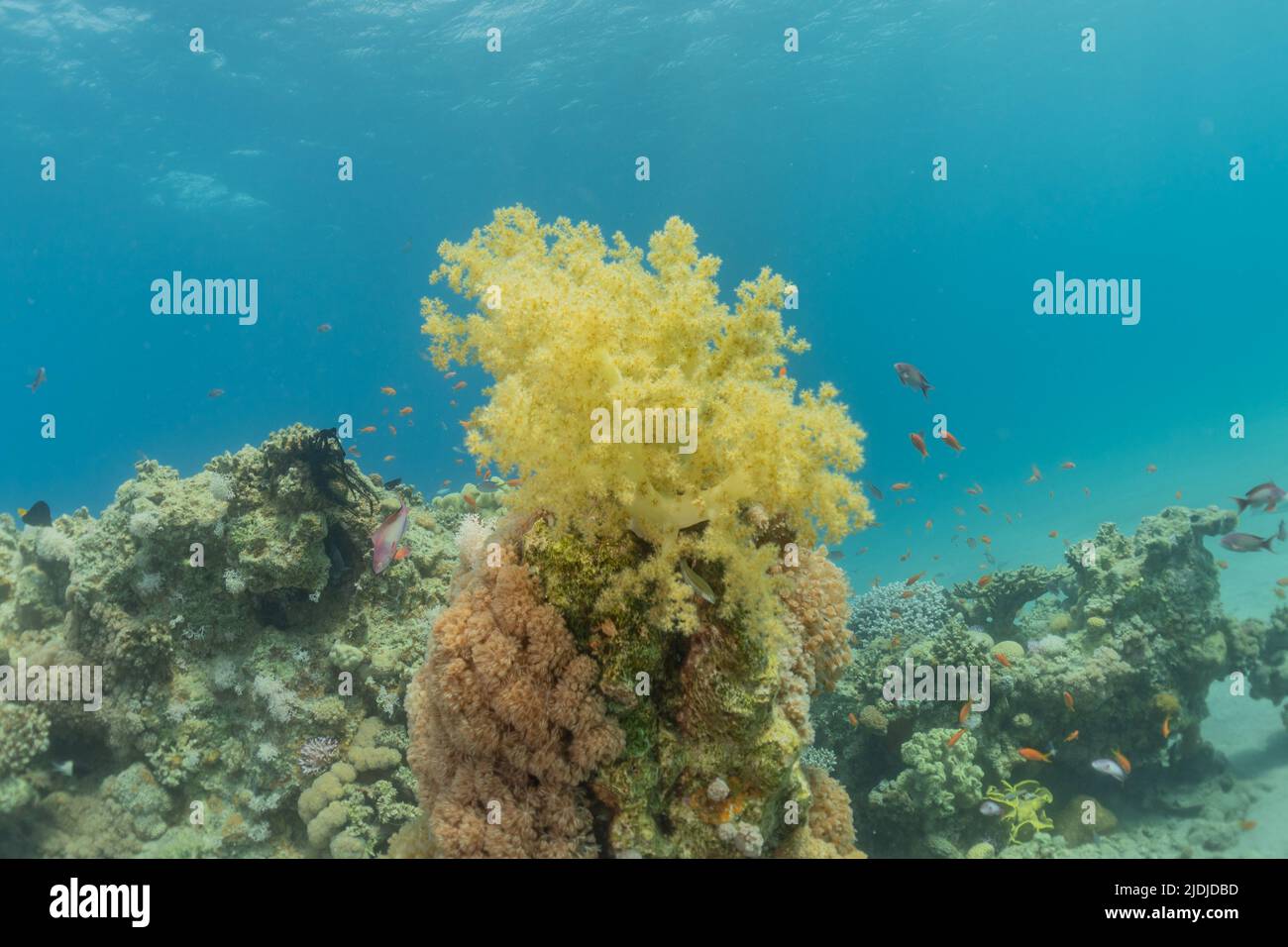 Coral reef and water plants in the Red Sea, Eilat Israel Stock Photo Alamy