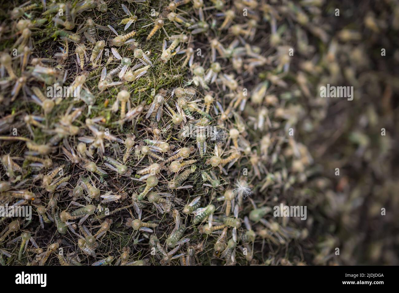 macro photography of mosquito larvae Stock Photo - Alamy