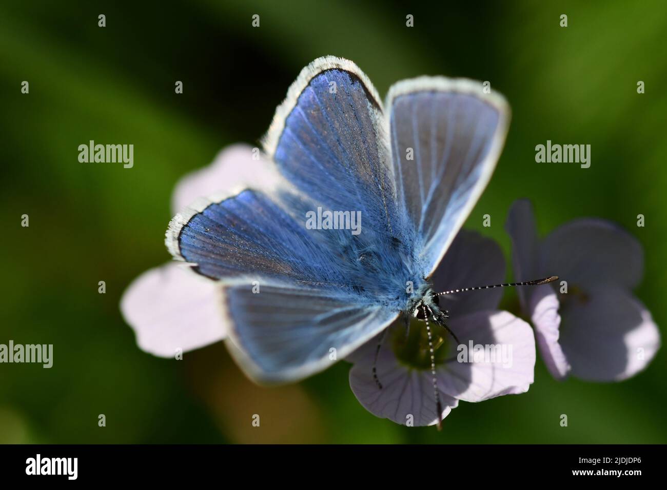 Butterfly, macro. Kilkenny, Ireland Stock Photo