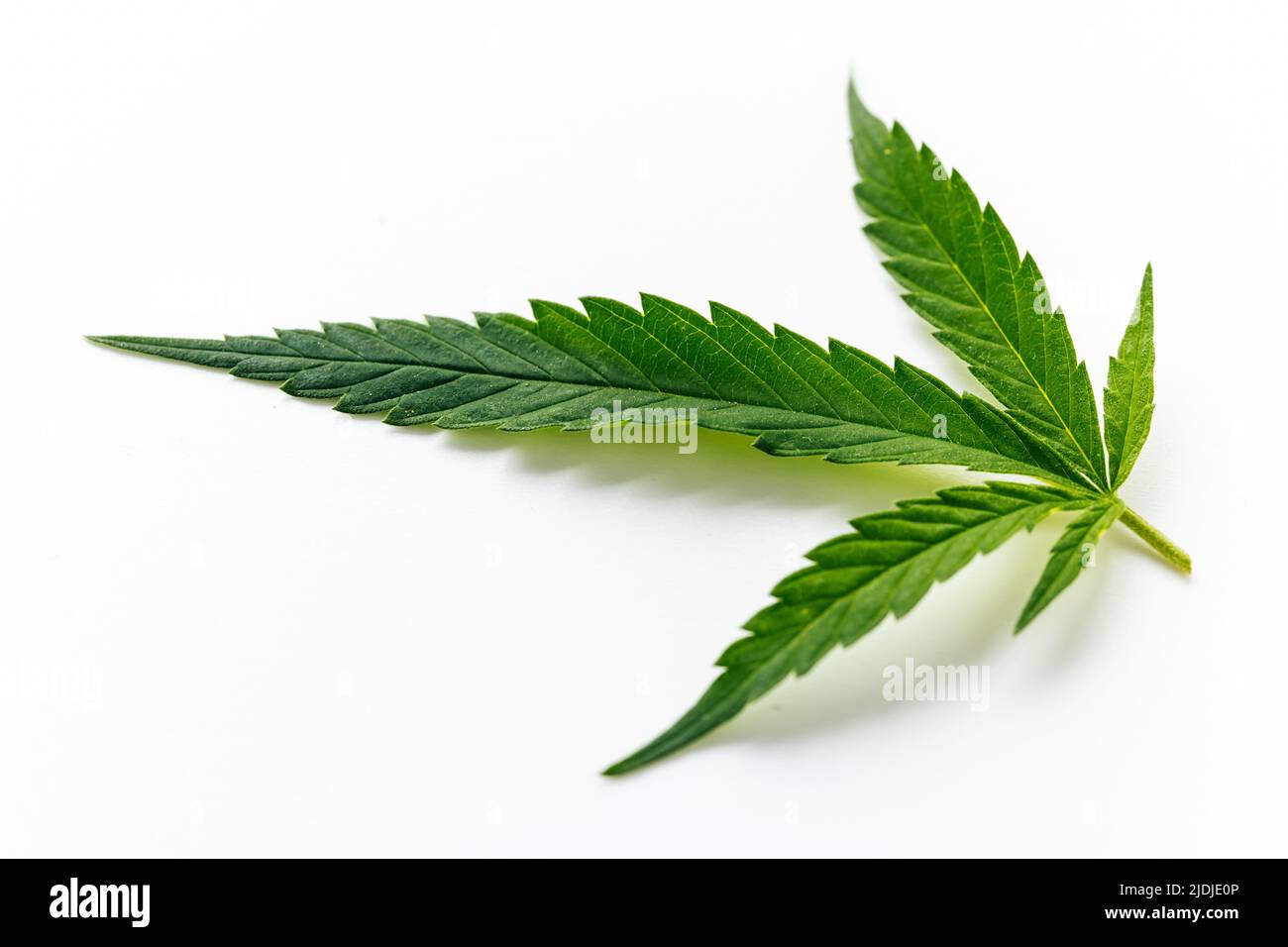 Cannabis green leaf macro isolated on white. Marijuana green leaf plant Stock Photo