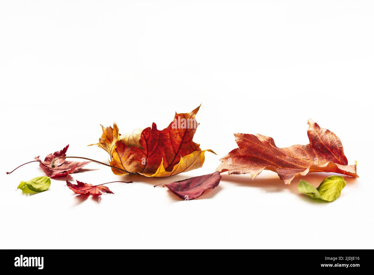 Autumn multicolored leaves isolated on white background. Nature background. Holidays, greeting card design Stock Photo