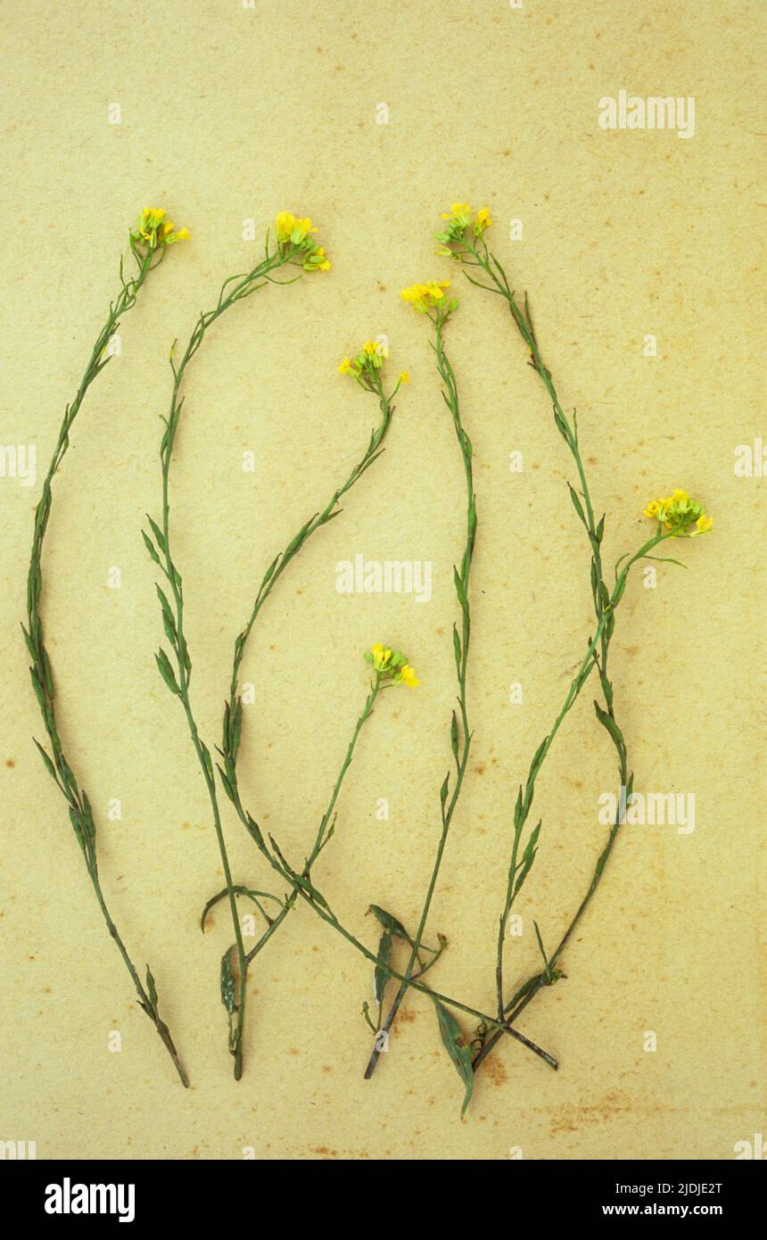 Stems of Hedge mustard or Sisymbrium officinale with their tiny yellow flowers lying on antique paper Stock Photo