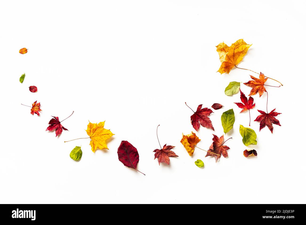 Autumn multicolored leaves on white background with copy space. Natural background. Holidays, greeting card design. Stock Photo