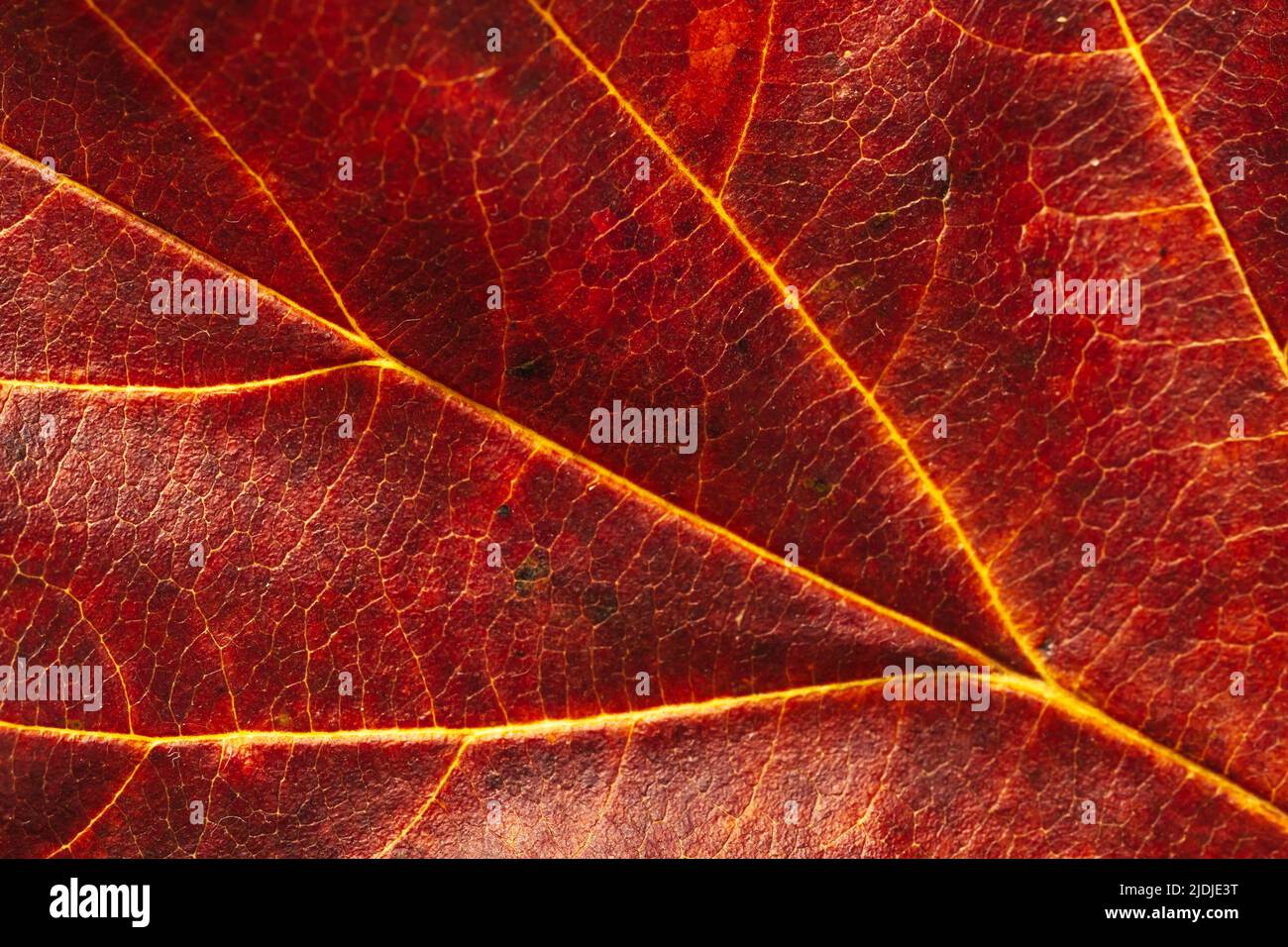 Texture of red autumn leaf. Macro shot. Nature background Stock Photo