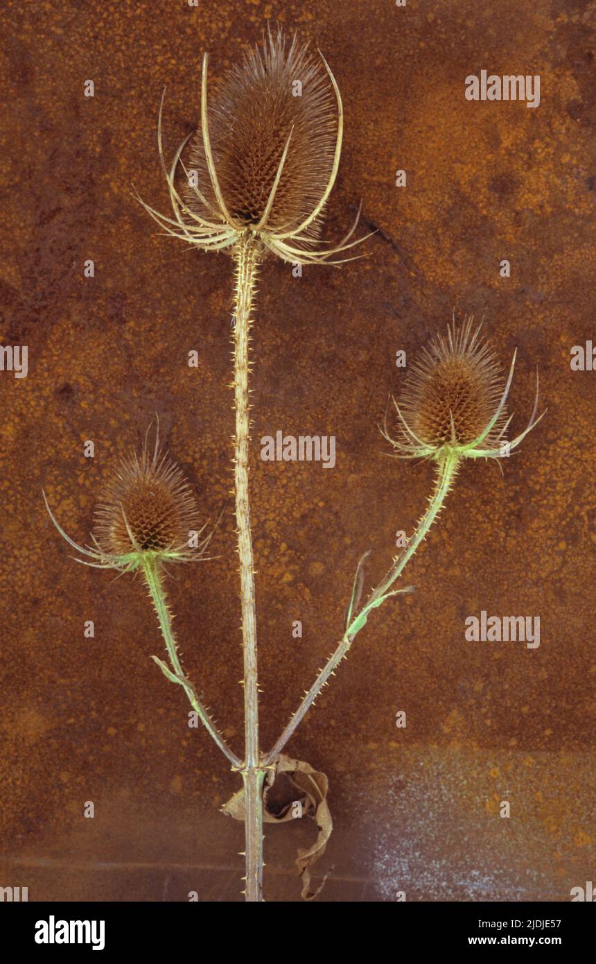 Stem of ripe Teasel or Dipsacus fullonum with three prickly brown seedheads on rusty metal sheet Stock Photo