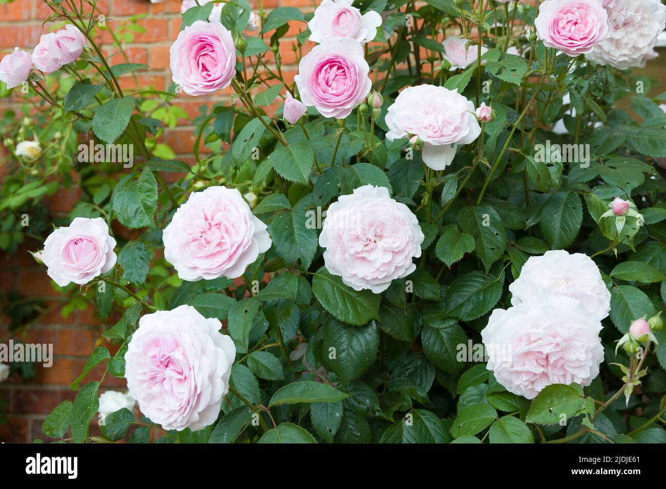 Roses in a UK garden, rose bush with pink flowers Stock Photo