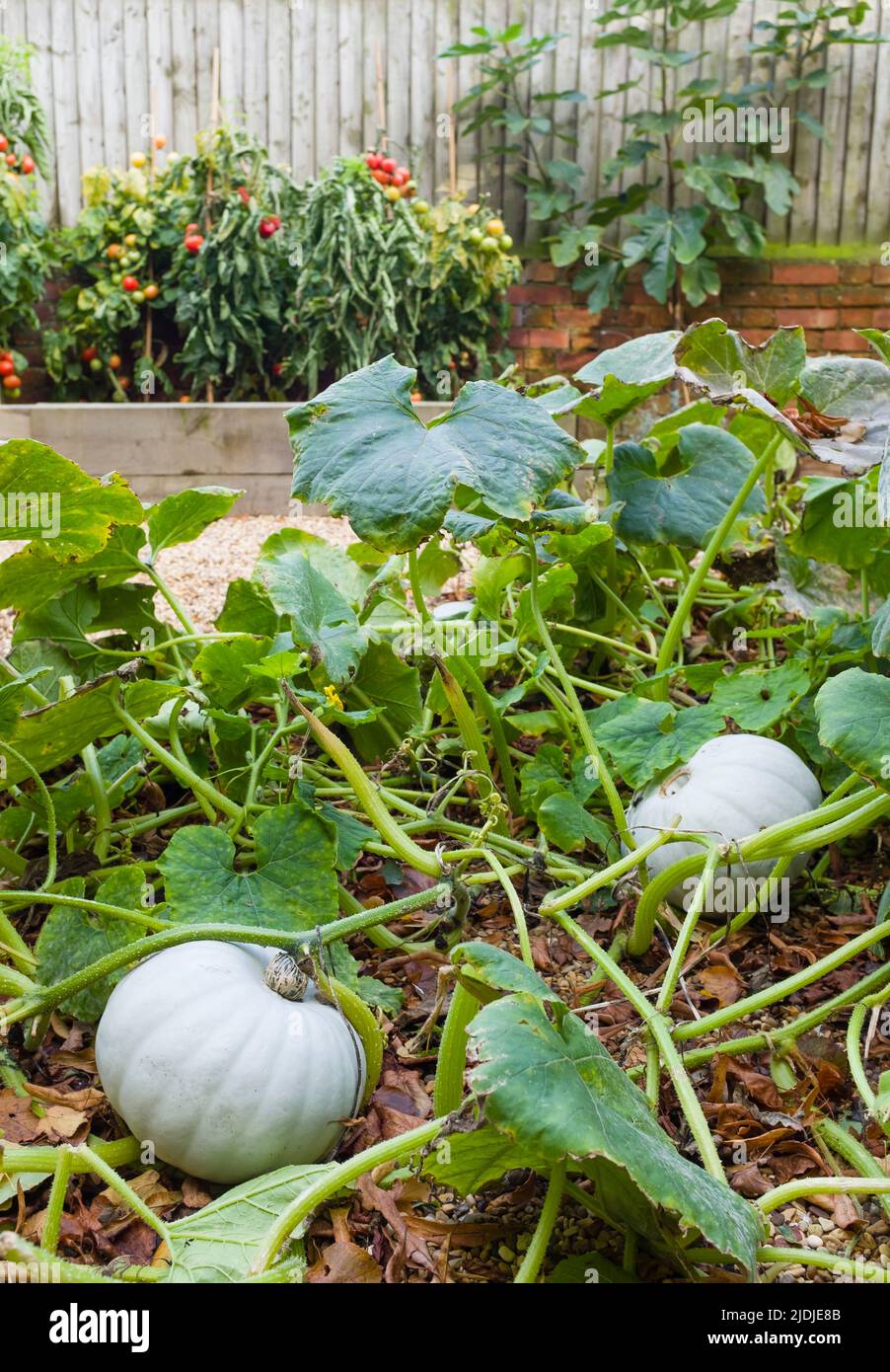 Squash Crown Prince, squashes or pumpkins growing in a vegetable garden, UK Stock Photo