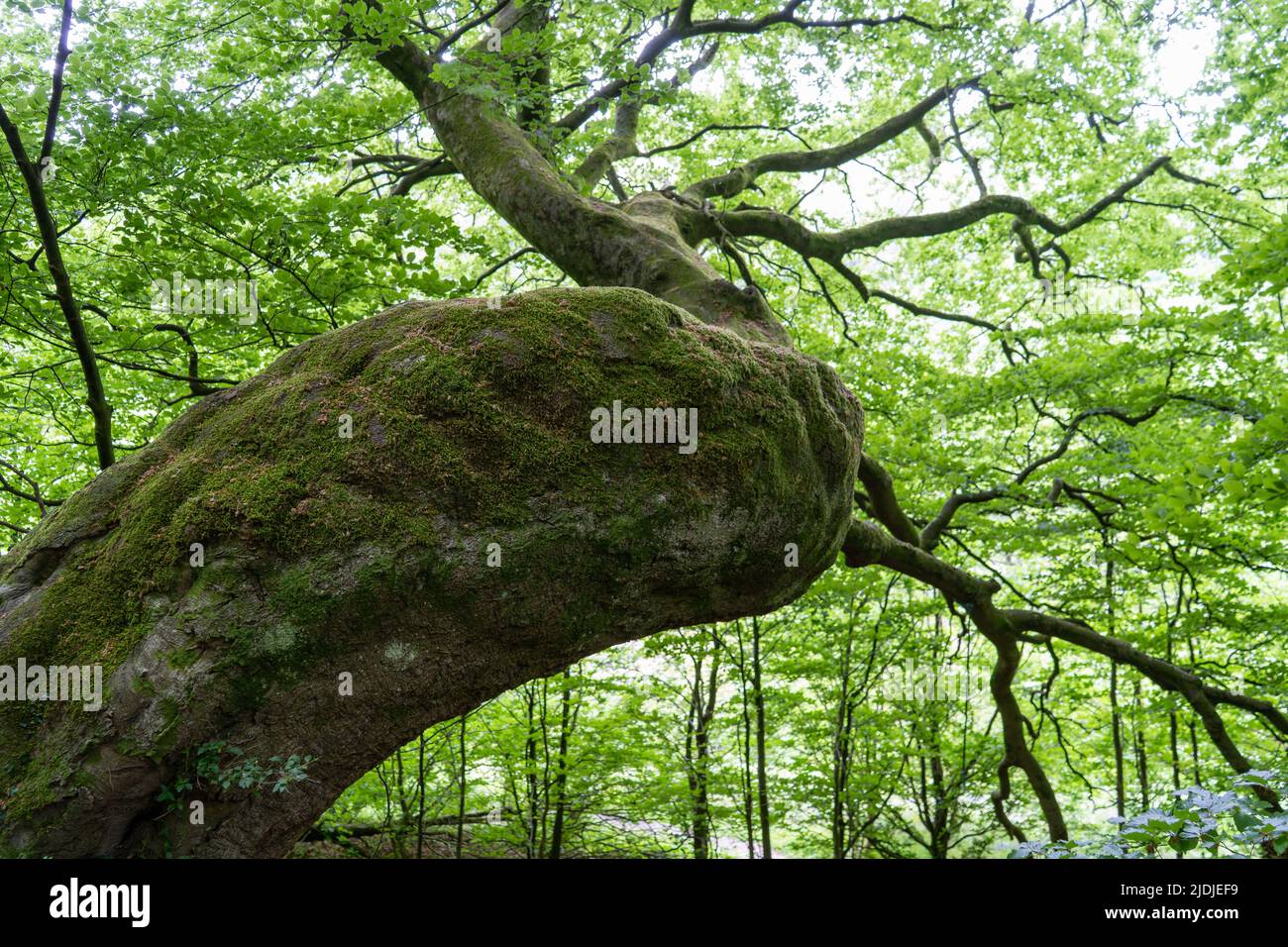 Forest Crooked Tree Close Look Stock Photo Alamy