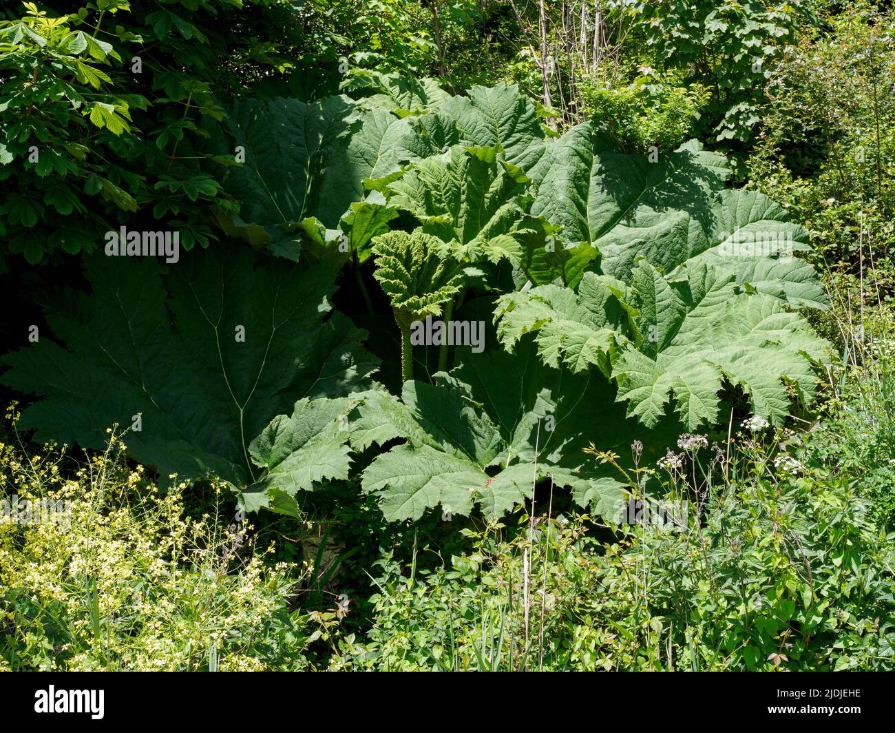 Gunnera manicata, Gunnera tinctoria - Giant Rhubarb, Giant Gunnera, UK Stock Photo
