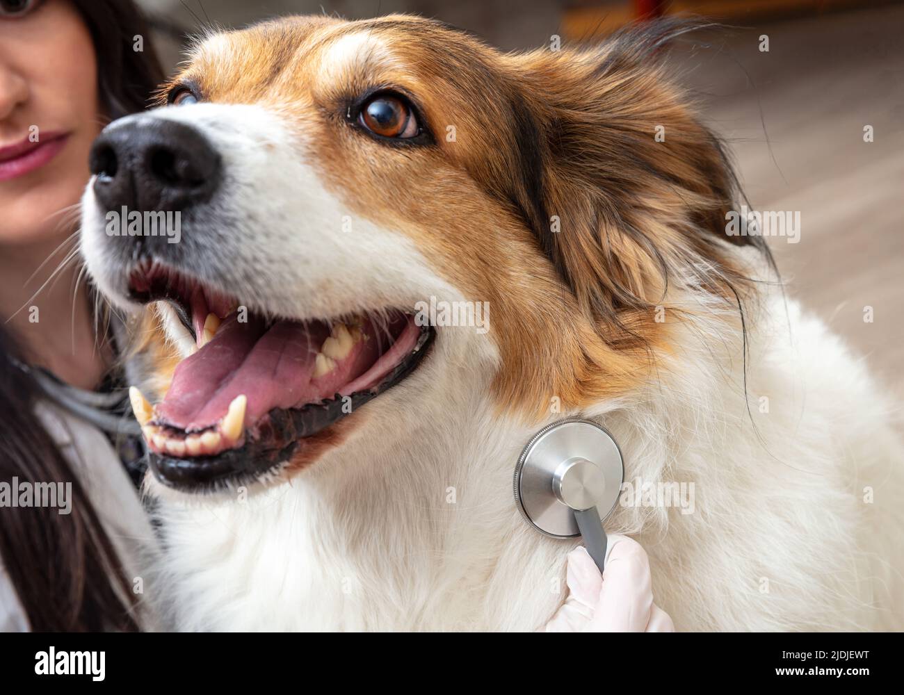 Veterinarian examining a dog. Vet clinic. Young woman holding a medical stethoscope, close up view. Pet checkup, healthy animal Stock Photo