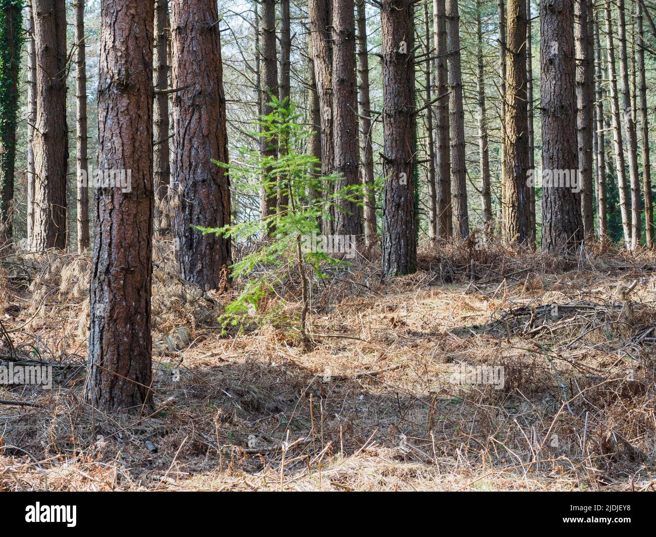 Sapling growing amongst mature trees, The New Forest, Hampshire, UK