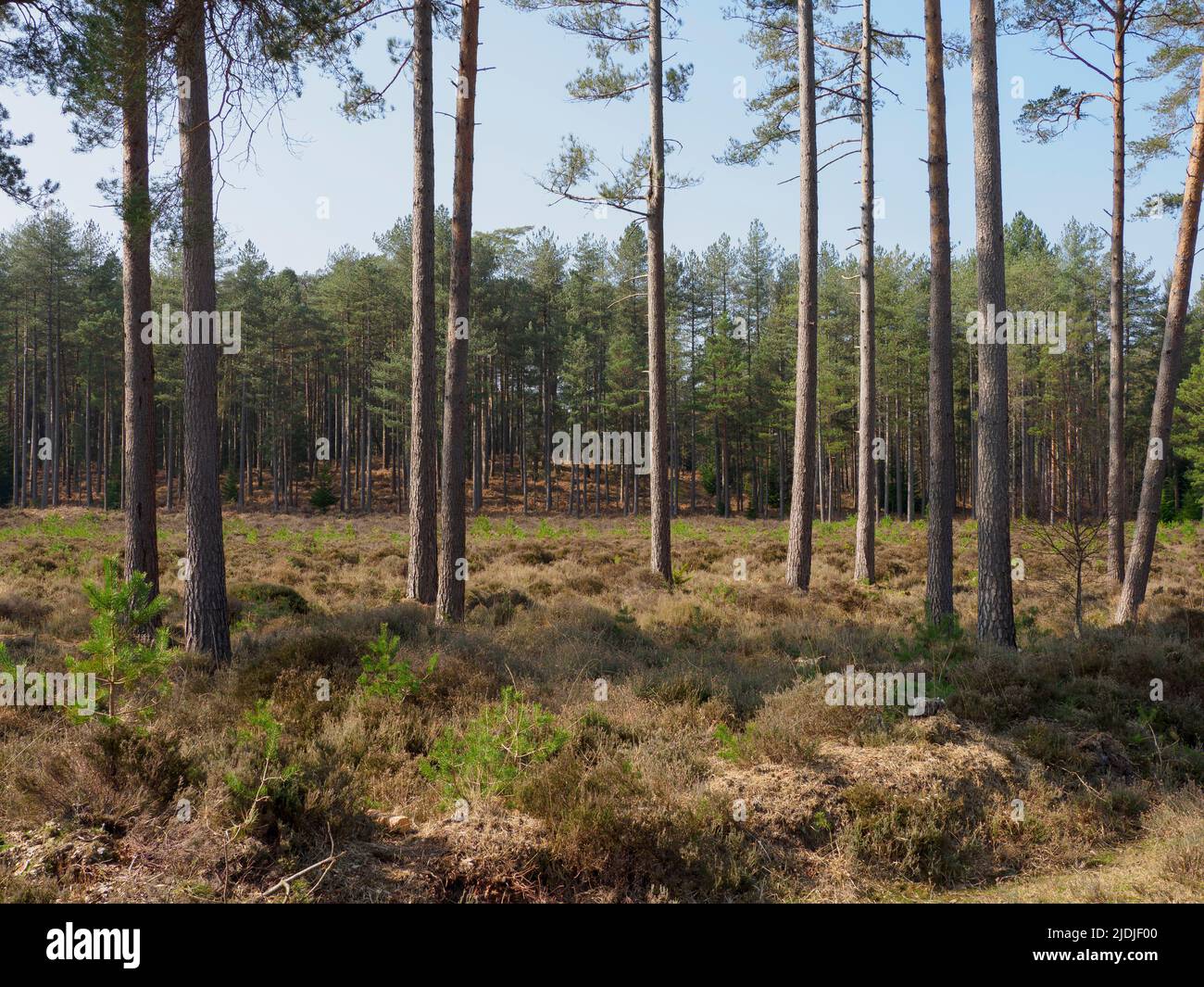 Coniferous forest, The New Forest, Hampshire, UK Stock Photo
