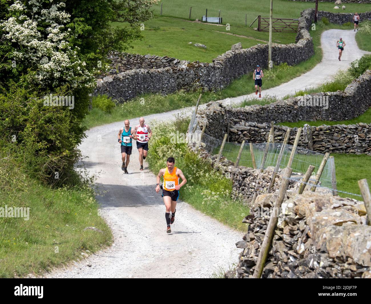 Welsh Fell Races The adults fell race at the annual Austwick Cuckoo Festival, Yorkshire ...