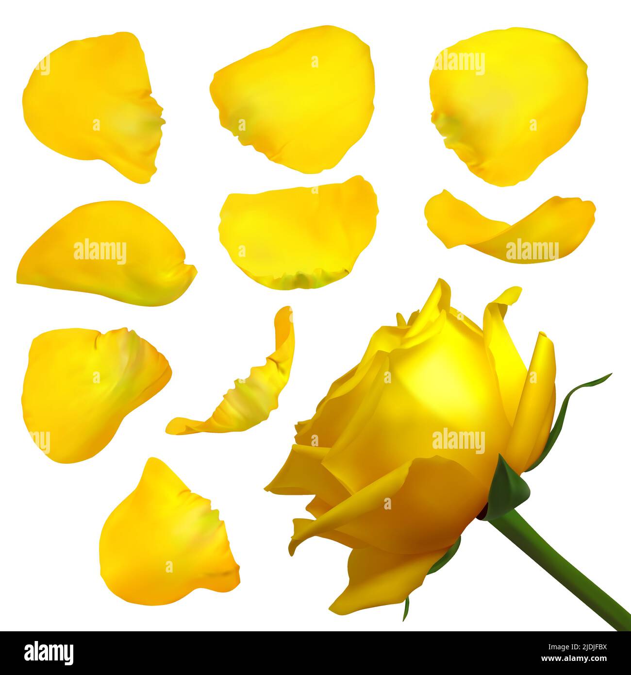 Realistic rose petals. Vector illustration with mesh gradients Stock