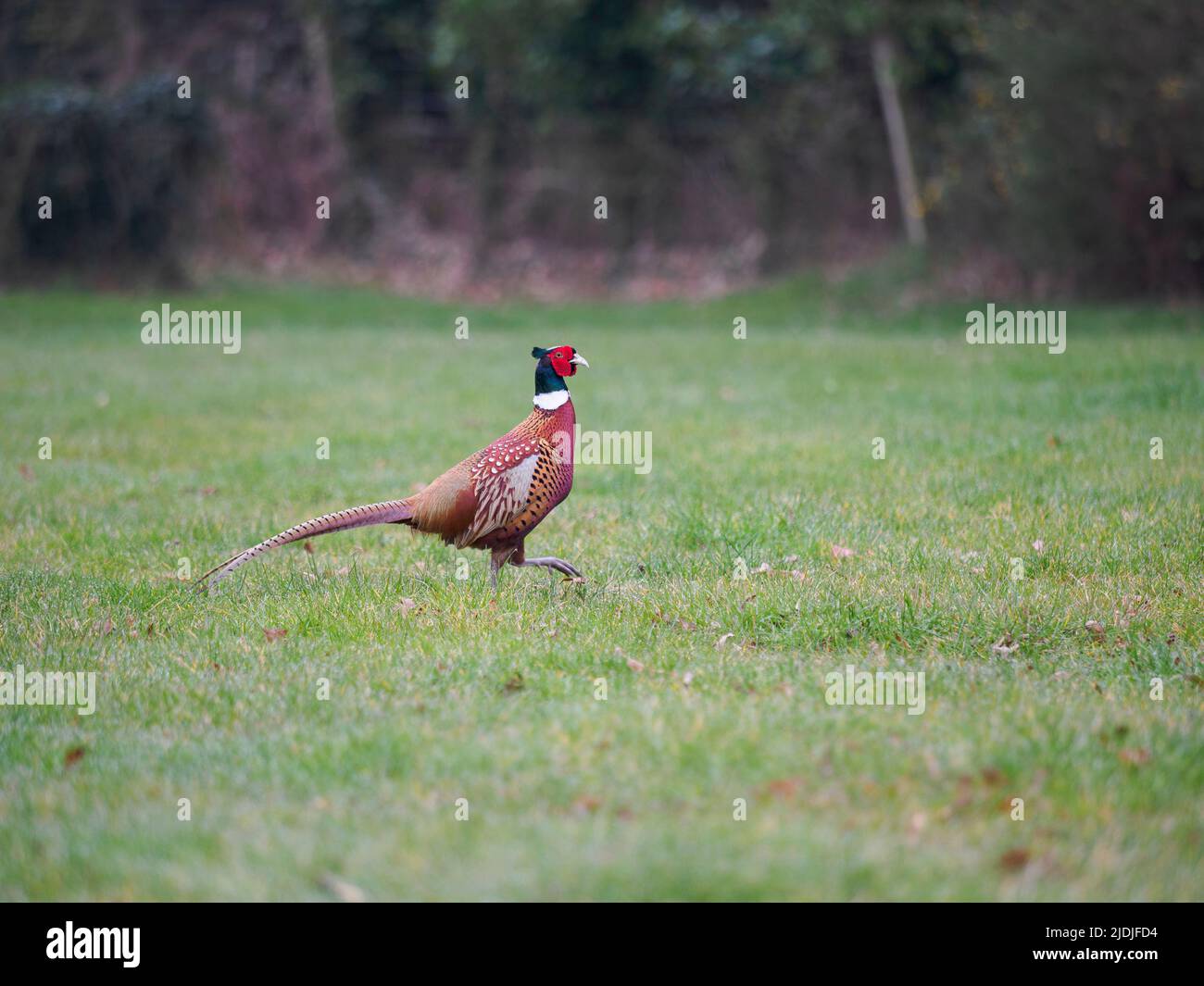 Male pheasant, Phasianus colchicus, Hampshire, UK Stock Photo