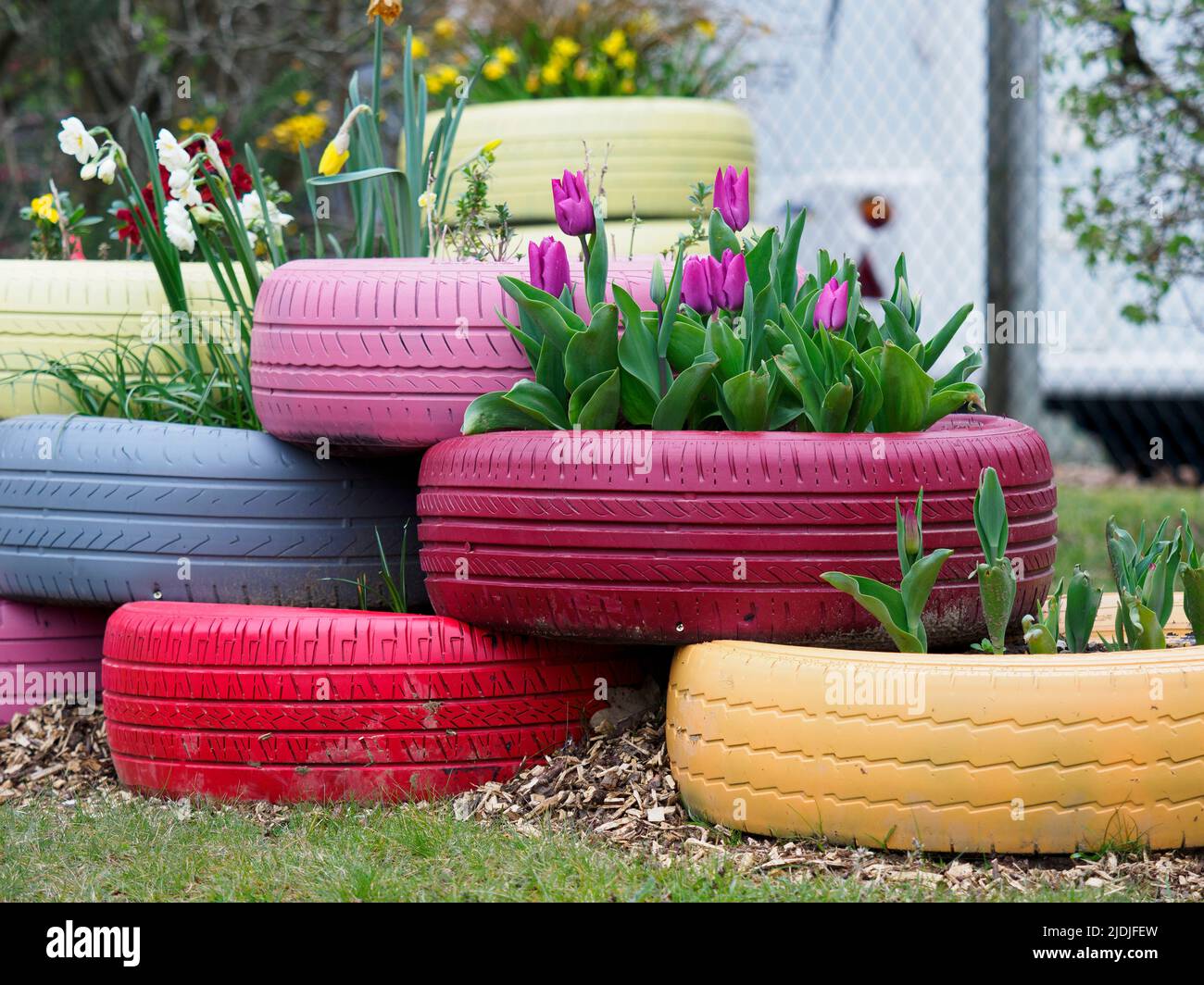 Recycled car tyres used as flower planters, Hampshire, UK Stock Photo
