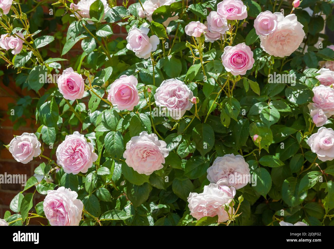 Close up of rose bush in UK garden with pink rose flowers Stock Photo