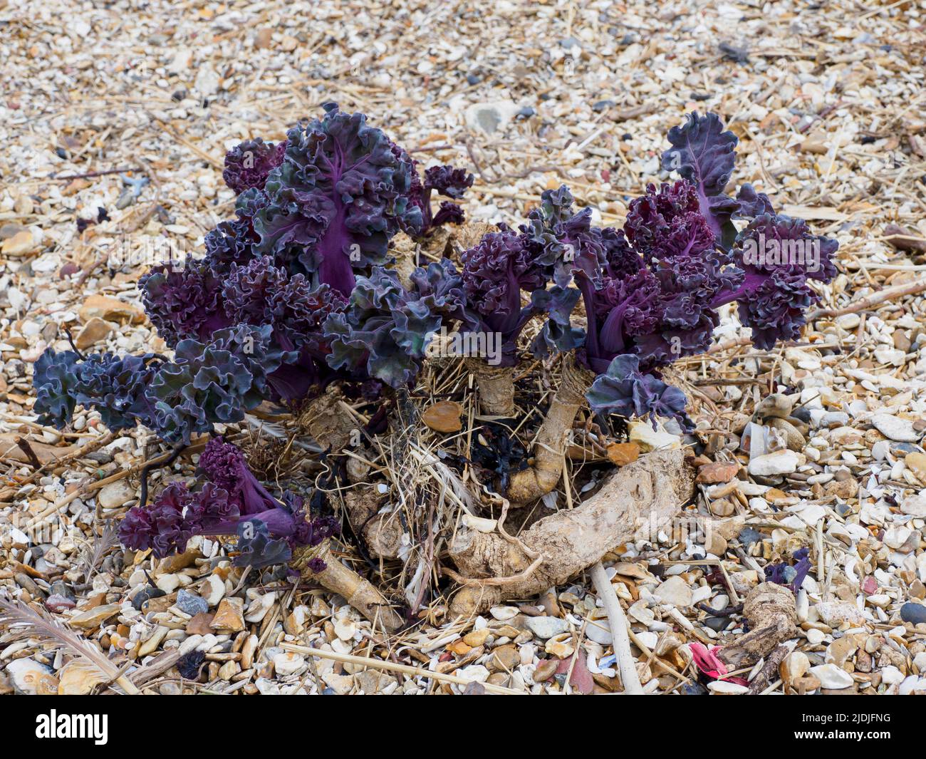 Crambe maritima, Sea Kale in spring, Meon Shore beach, Hampshire, UK Stock Photo