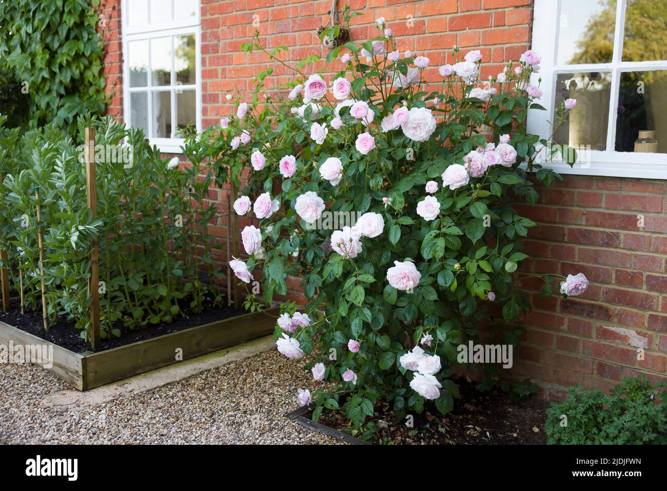 Pink roses, shrub rose bush growing in a garden, UK Stock Photo