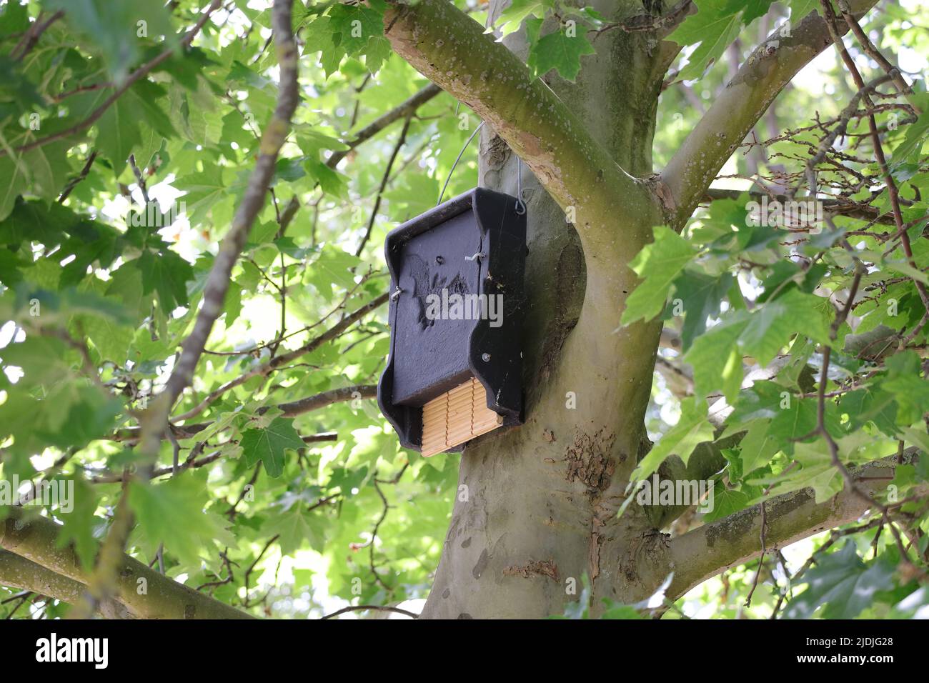 Black bat nesting box hanging in a tree Stock Photo Alamy