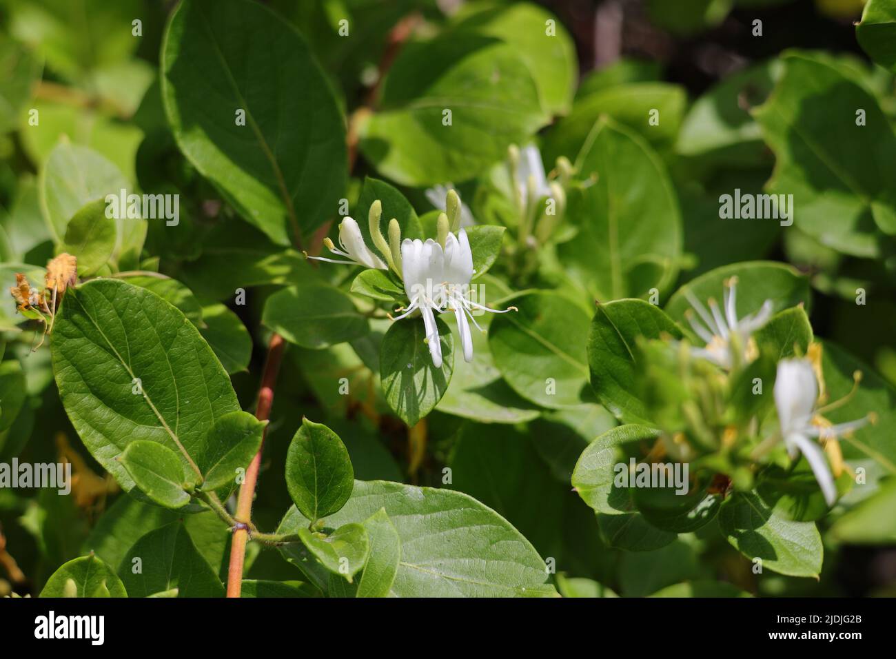A pretty white honeysuckle flower in bloom fragrant Stock Photo