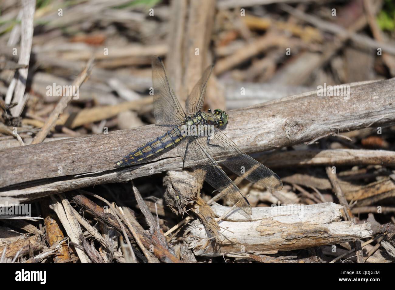 A dragonfly resting on a dry branch in the sun Stock Photo - Alamy