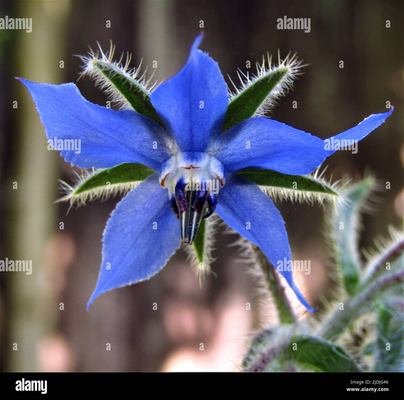 Borage or Star Flower - Edible Wildflower Stock Photo