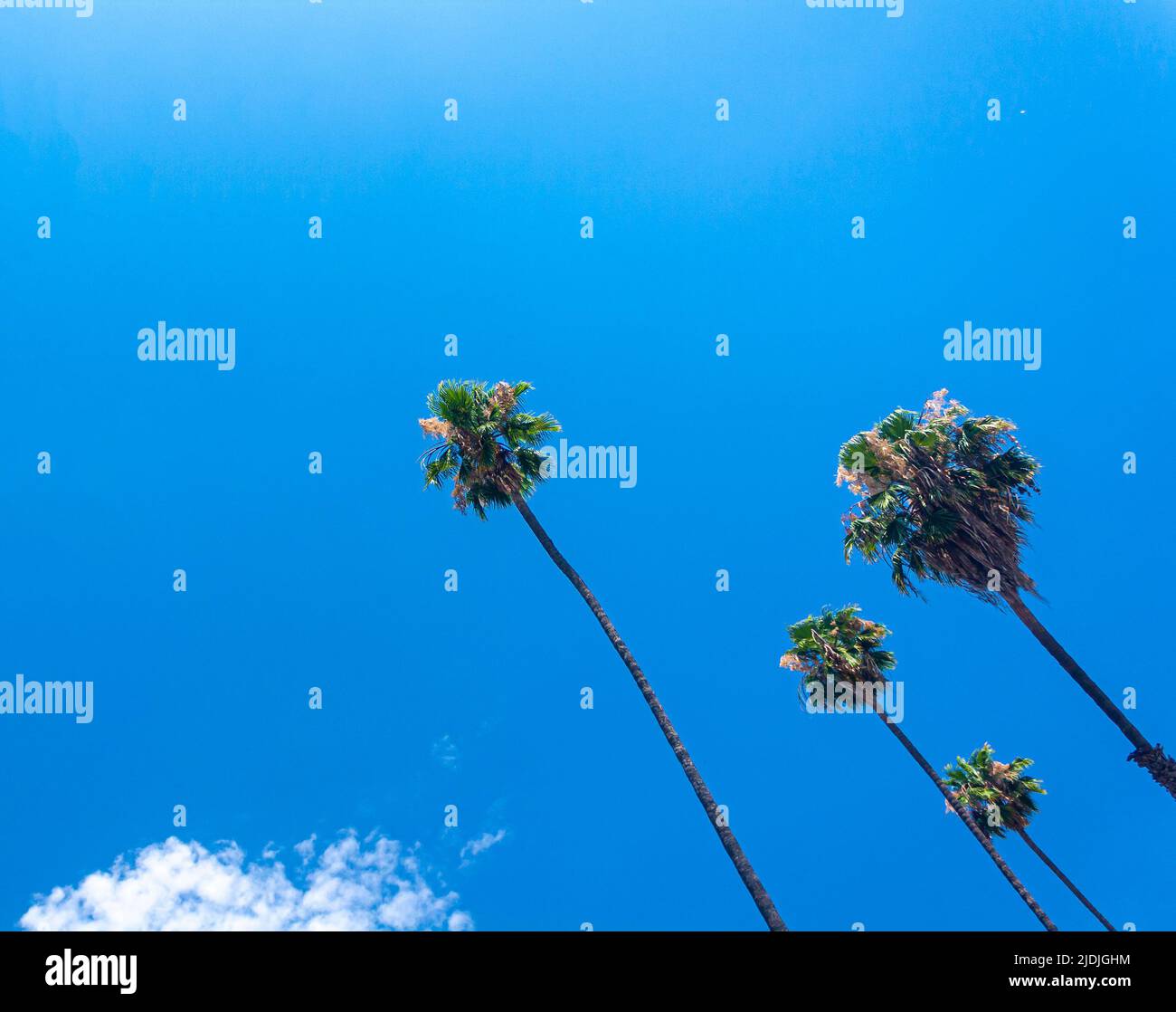 Palm palms trees tree hires stock photography and images Alamy
