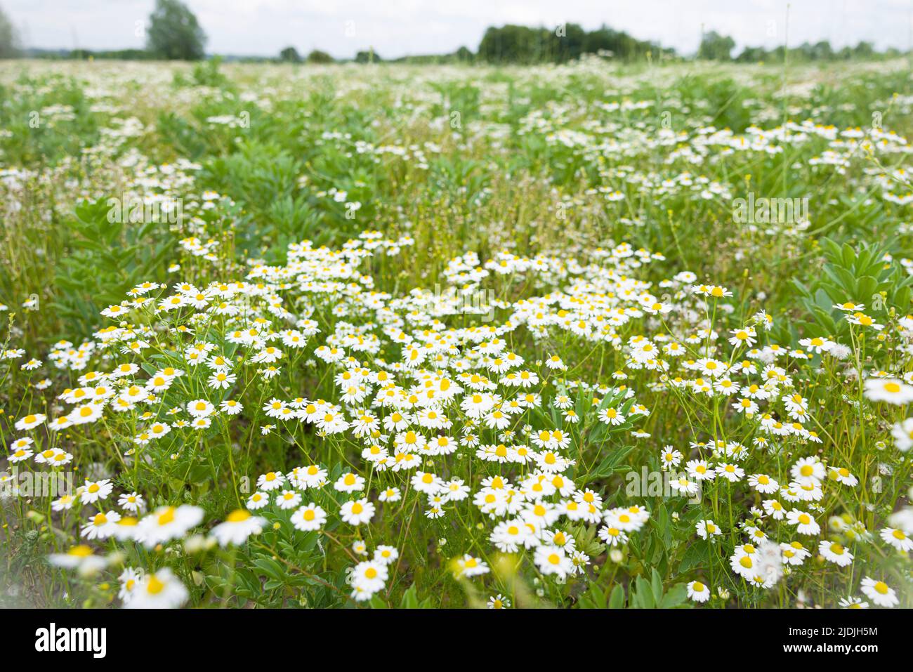 Daisy field. Wild chamomile plants, wild flowers growing in a field in UK landscape Stock Photo