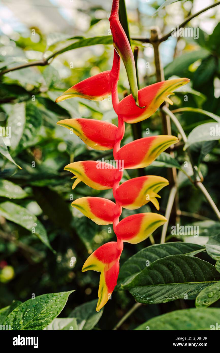 Red beautiful tropical flower on the background of green leaves Stock Photo