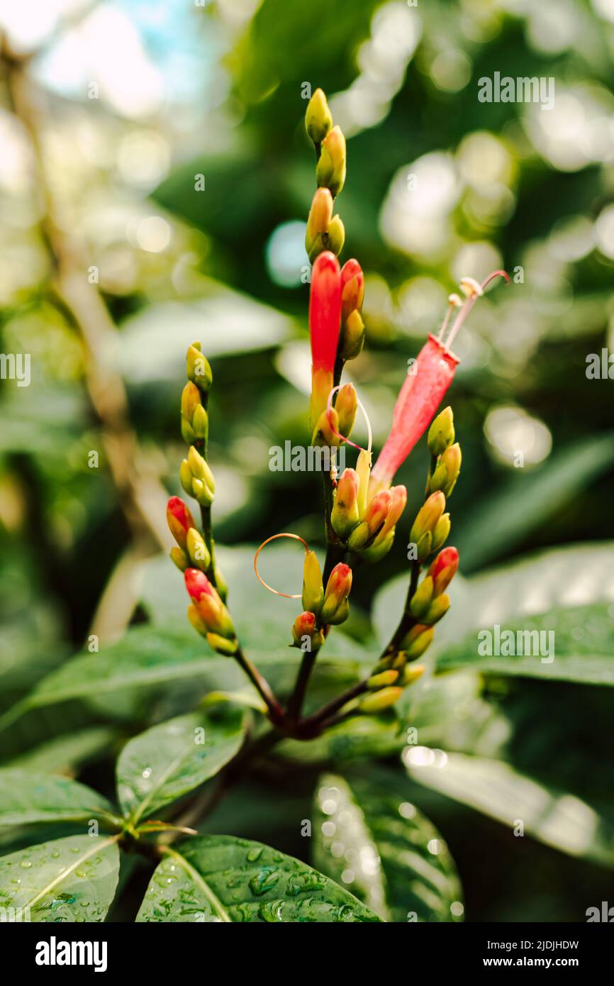 Red beautiful tropical flower on the background of green leaves Stock Photo