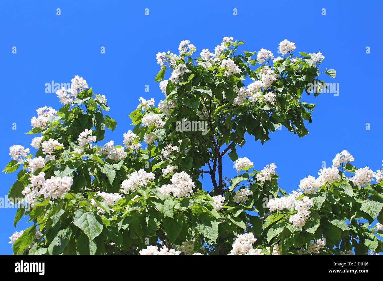 Catalpa tree is a decorative tree used in landscaping due to its showy