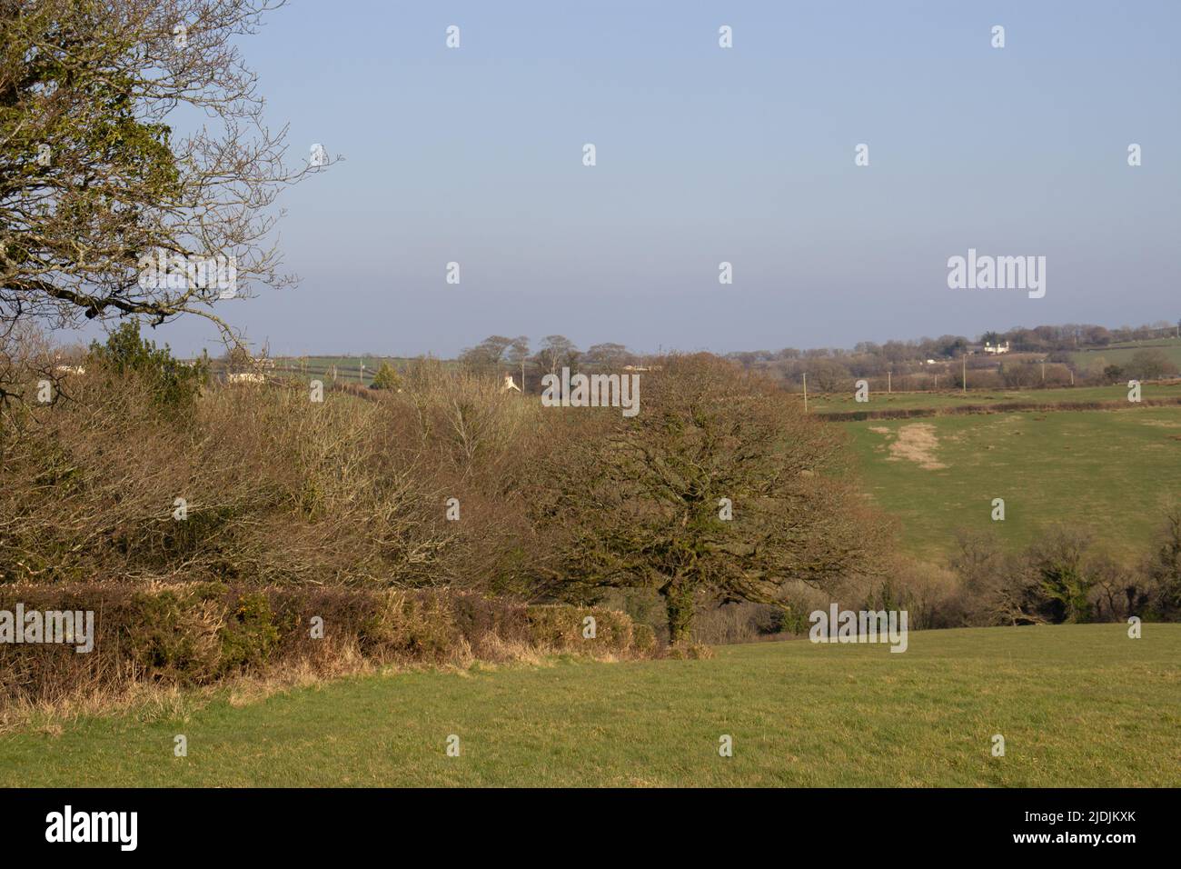 typical North Devon farm land with fields and hedges with a clear blue