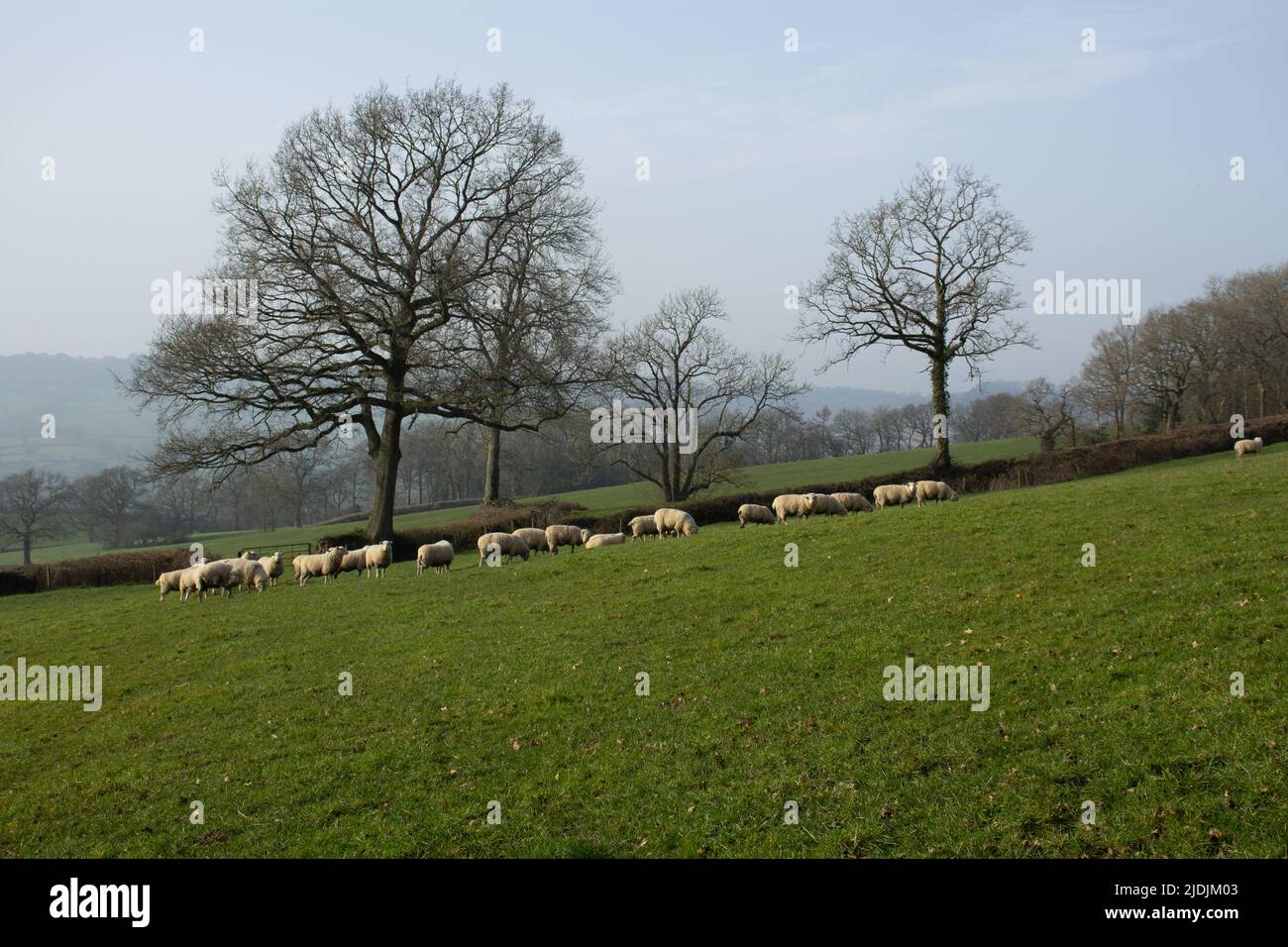 typical North Devon farm land with fields, hedges and sheep and a clear