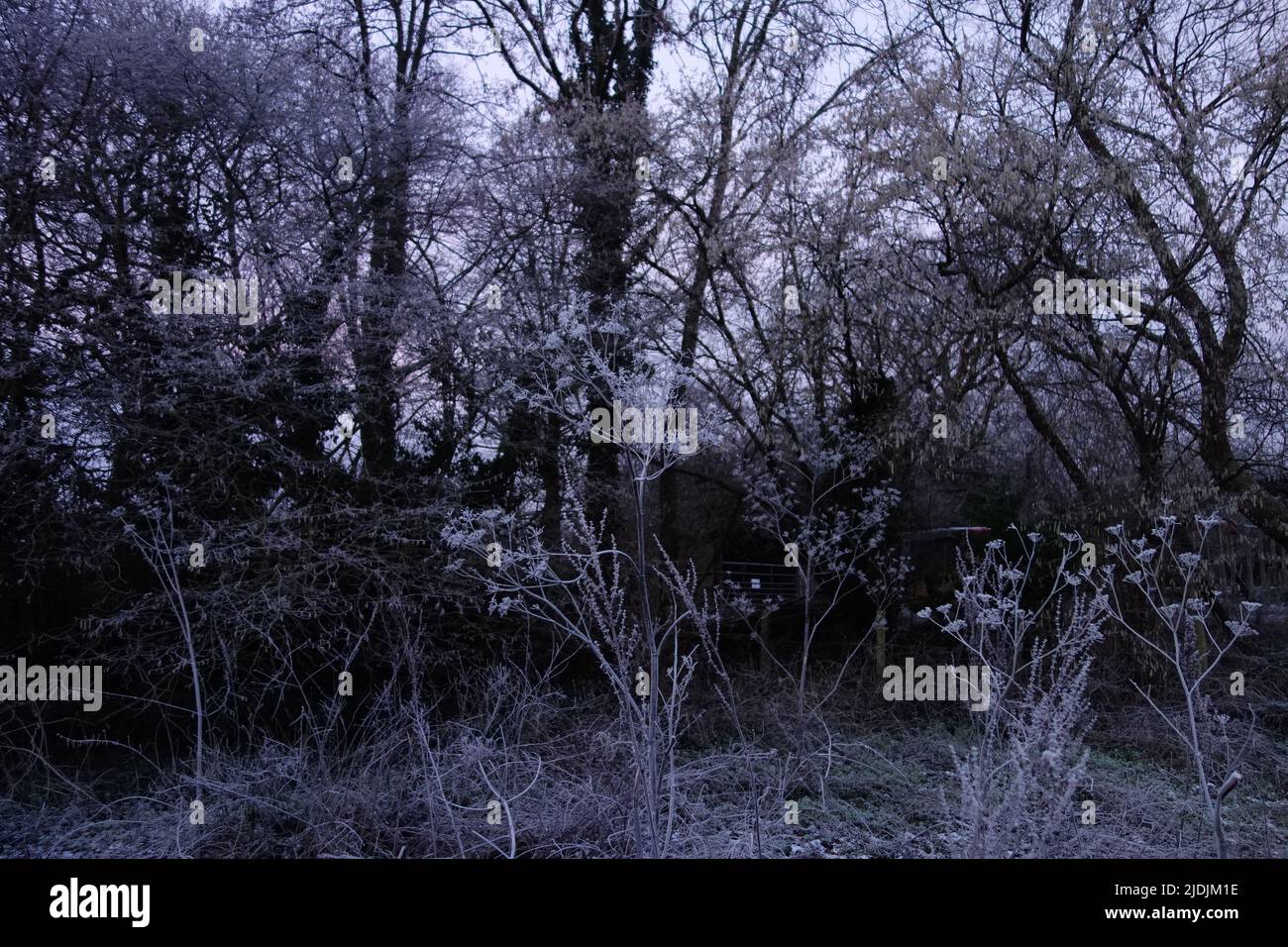 winter woodland covered in frost and ice with trees in the background ...