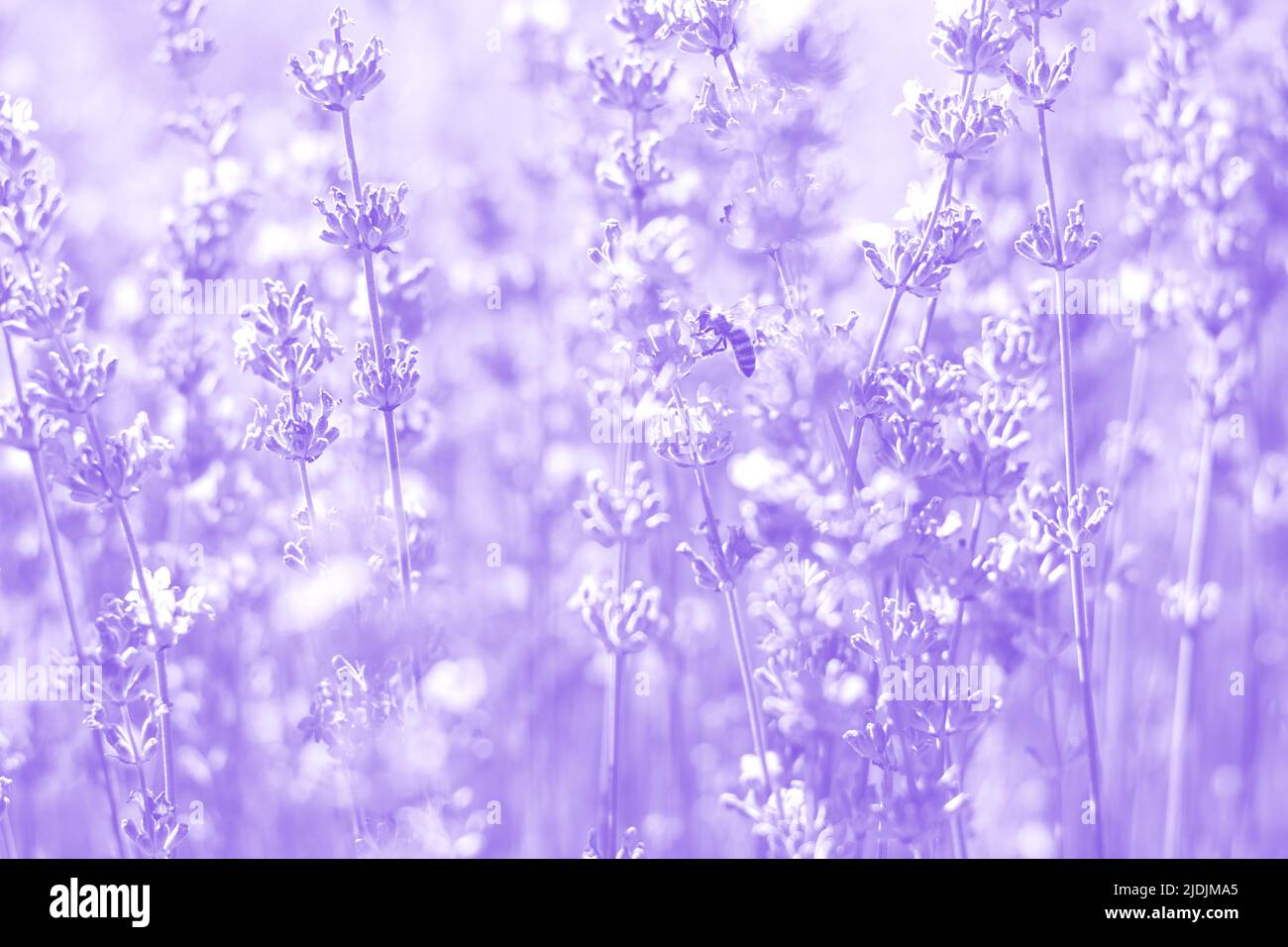Tinted photo of a purple lavender field. The bee collects pollen. Growing fragrant crops at sunrise. Perfume ingredient, aromatherapy. Trendy color of 2022 Very peri. Soft selective focus. Stock Photo