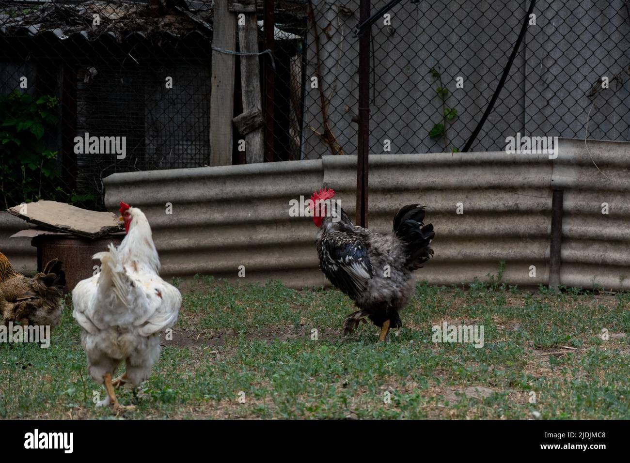 Rooster free range in the backyard Stock Photo