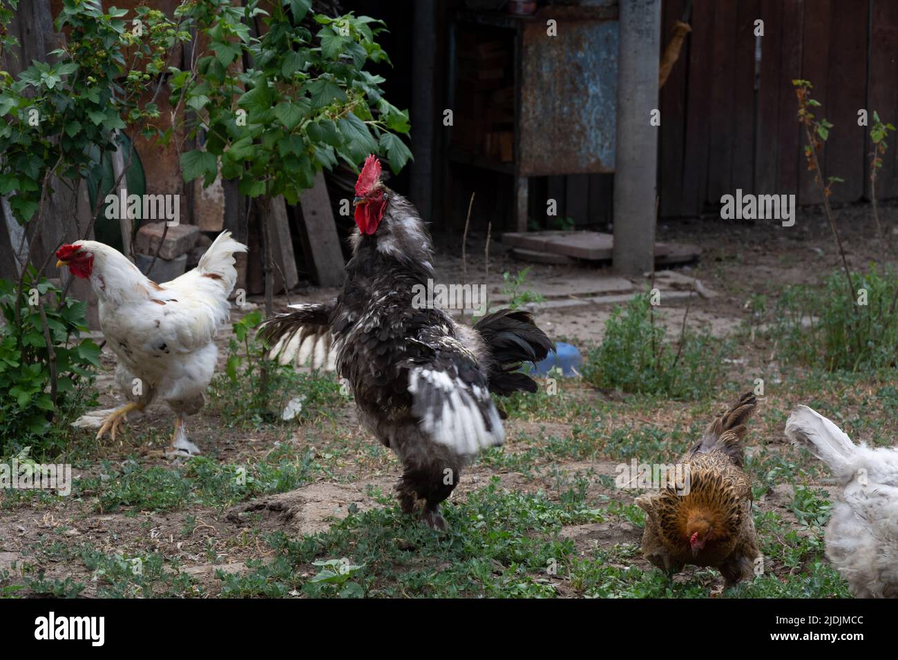 Rooster spread its wings. Rooster and chickens free range. Backyard Chickens Stock Photo