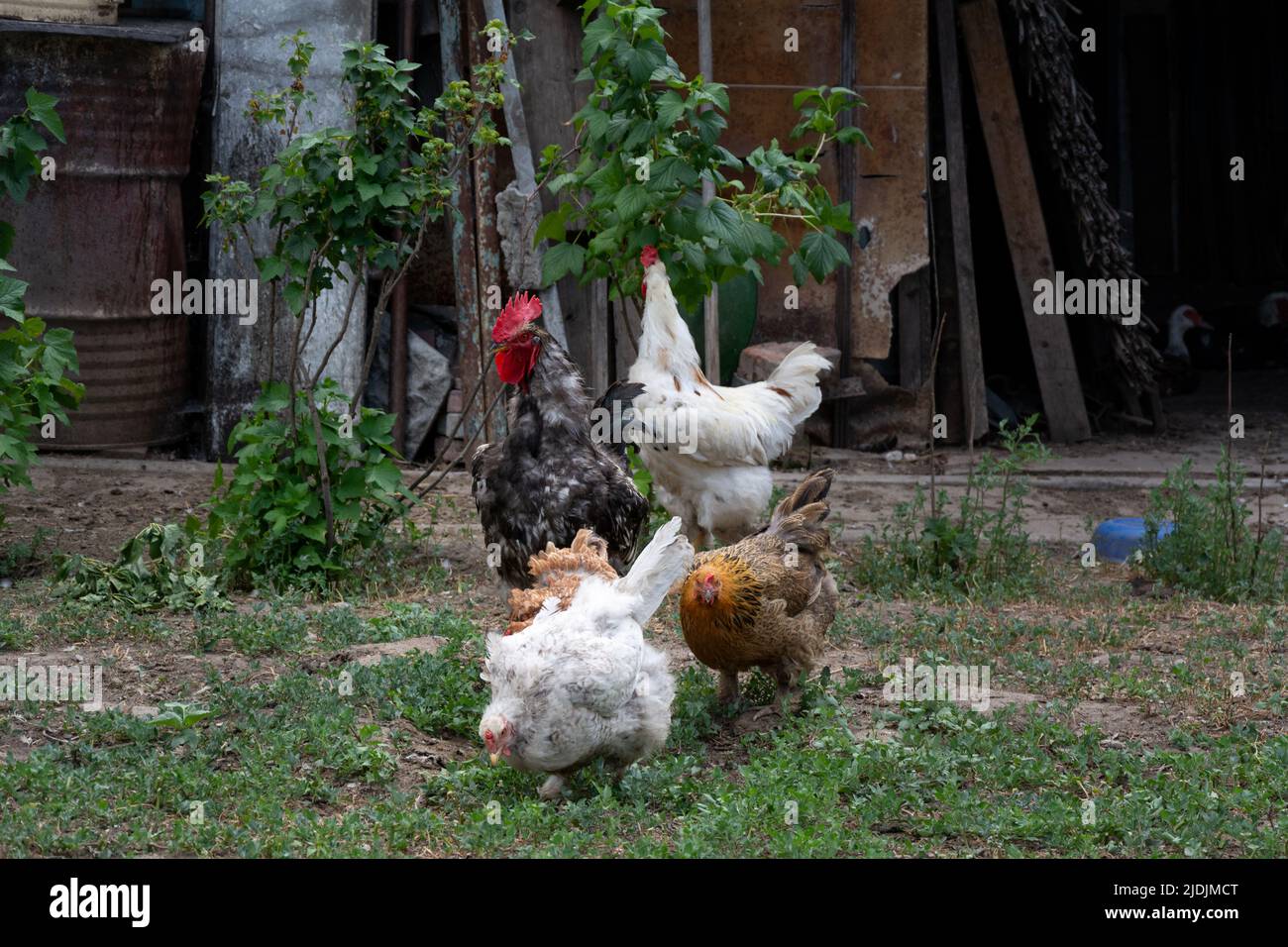 Roosters and hens are free range. Rooster and chickens grazing on the grass on backyard Stock Photo