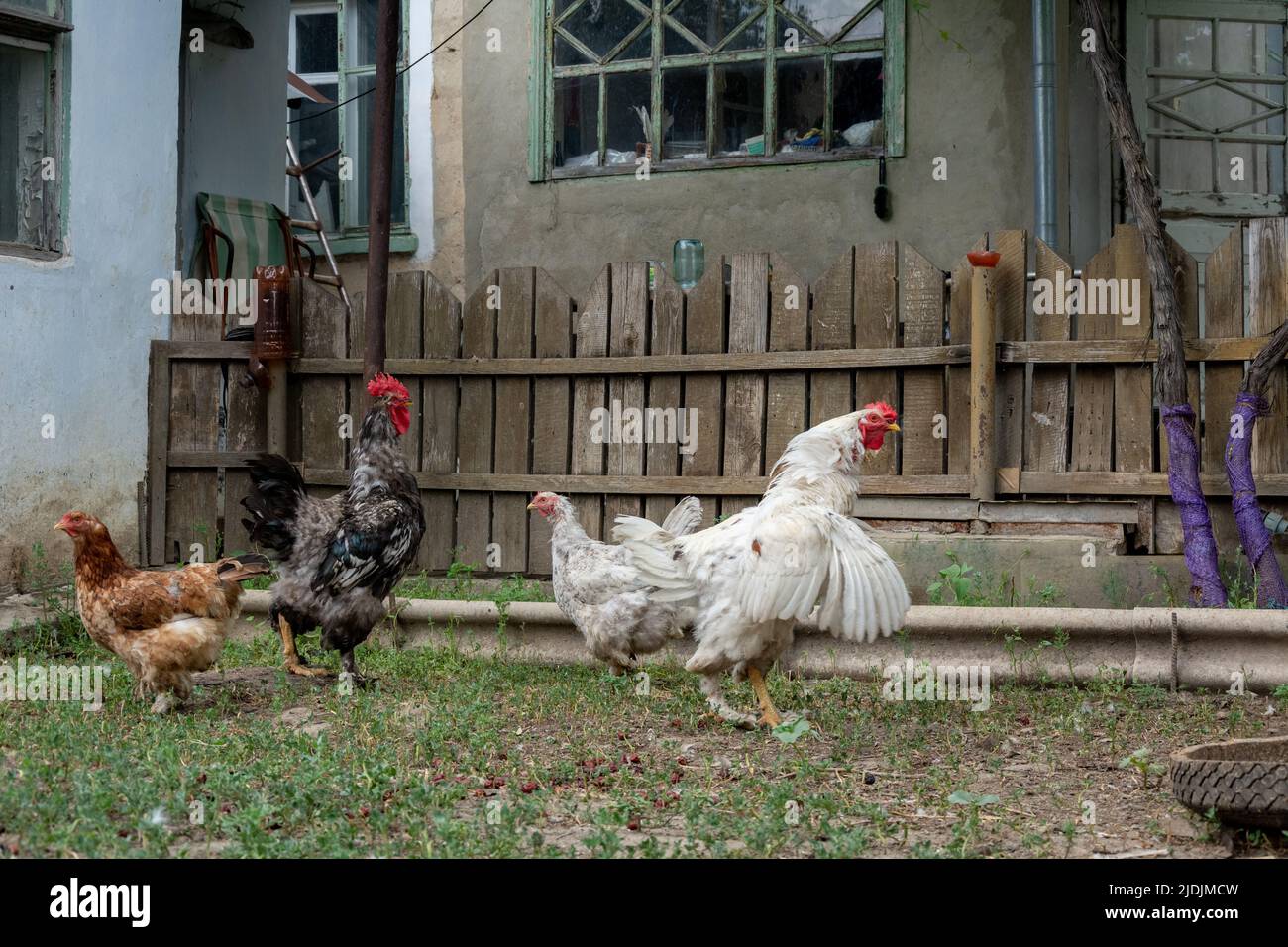 Roosters flirt with hens. The young rooster spread its wings. Reproduction of chickens. Home mini farm concept Stock Photo