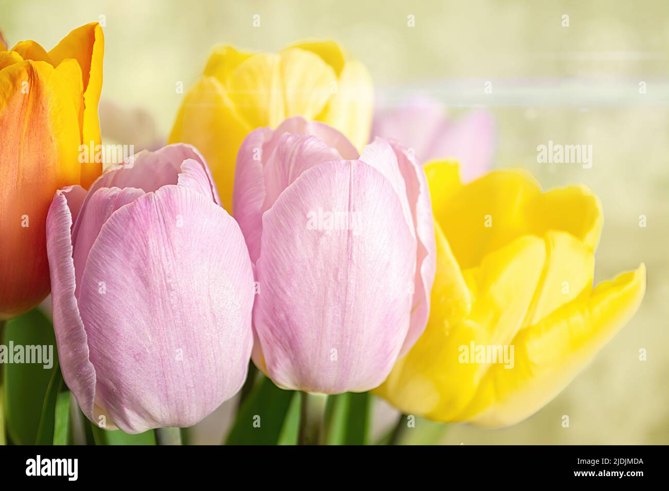 bouquet of tulips on a on a colored blurred background close up Stock Photo