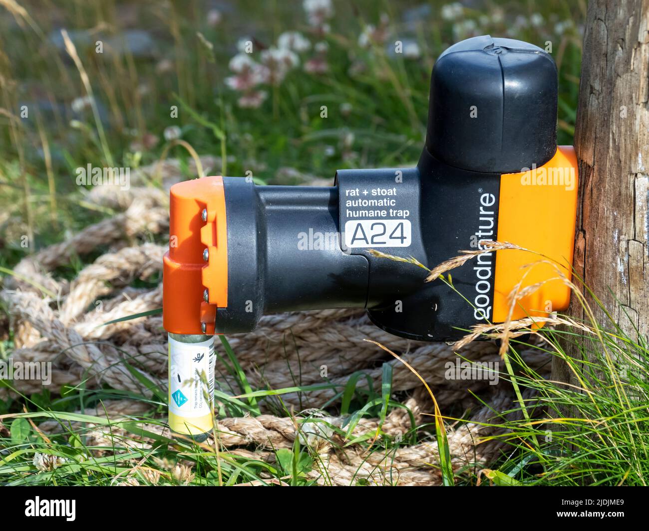 A Humane rat and stoat trap to protect vulnerable ground nesting birds