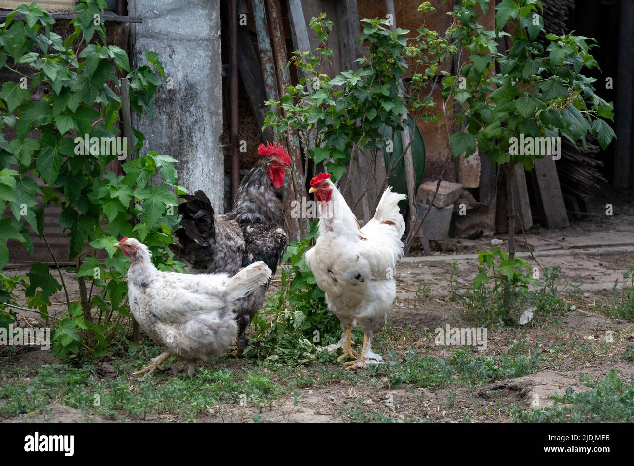 A rooster and two free-range hens among the raspberry bushes in the backyard Stock Photo