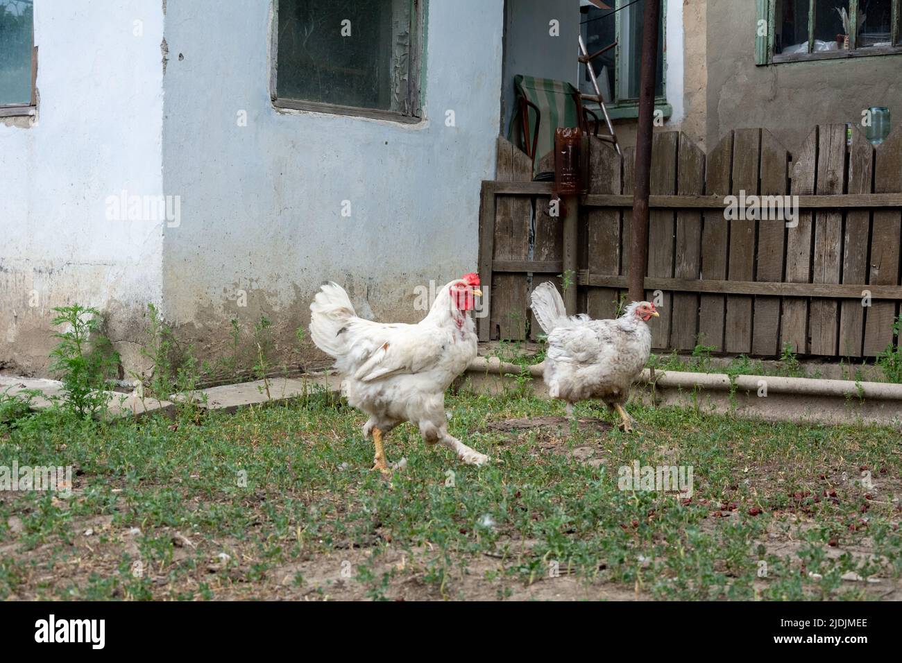 A young hen and a rooster are free-range in the backyard. Selective focus on the hen. Stock Photo