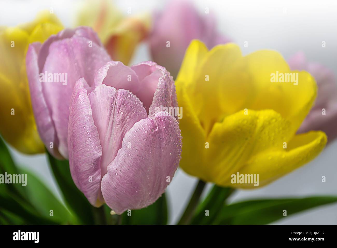 bouquet of tulips on a on a colored blurred background close up Stock Photo